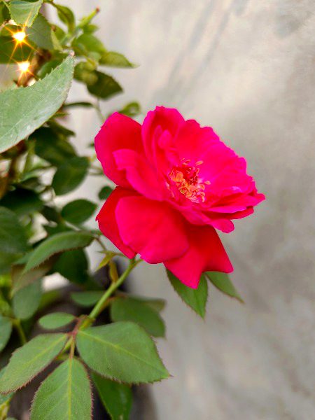 shadi mubark sweet heart
@maha