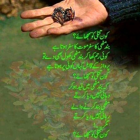 کون سمجھائے تتلی کو