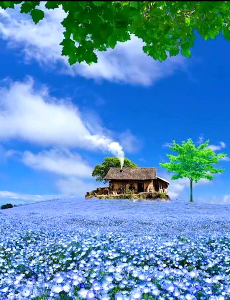 Beautiful Nature image