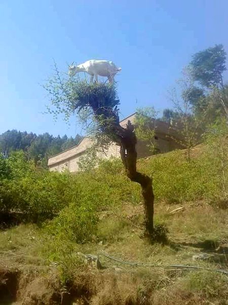 MB11 Tree Par