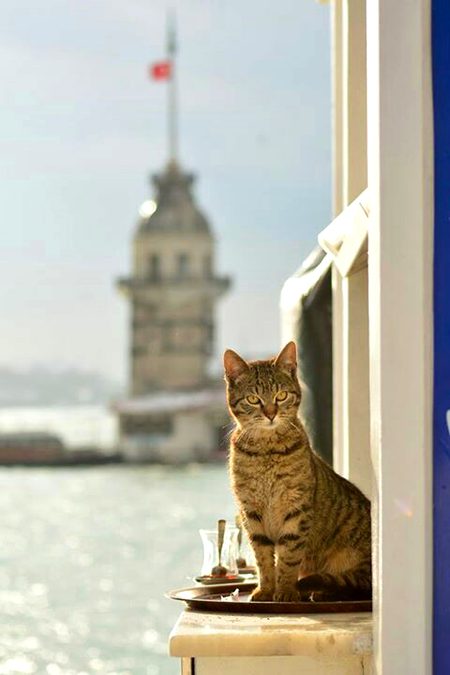 Photography__Istanbul Turkey 💕💕