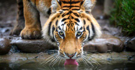 Seribian Tiger