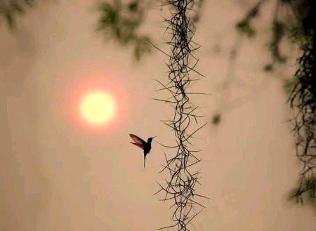 جس دُنیا سے تم دِل لگائے بیٹھے ہو، یہ سبق دے گی خُوشیاں نہیں !🦢🤍