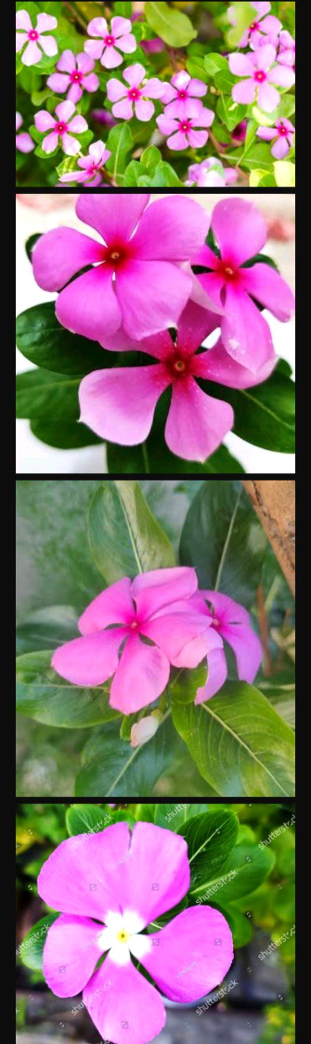 Kya ye phol as phol sy milta hai 🌸🌸🌸🌸👈🏻👈🏻