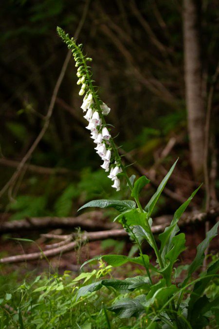 Beautiful Nature image