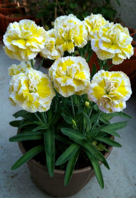 Beautiful Nature image