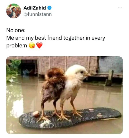 Memes & Satire image
