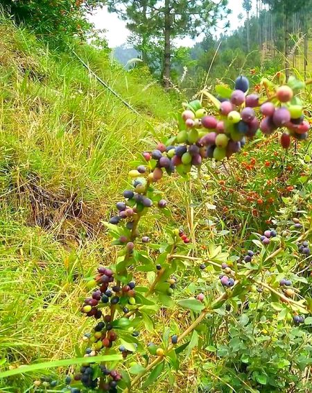 Beautiful Nature image
