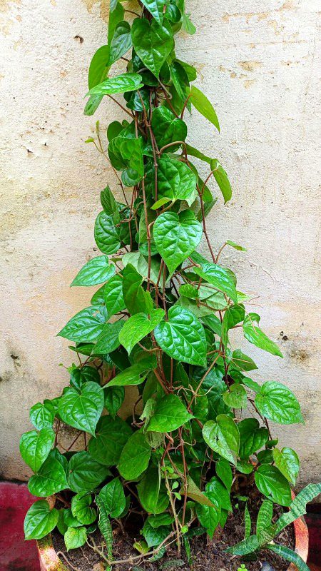 Beautiful Nature image