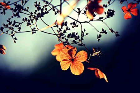 Beautiful Nature image