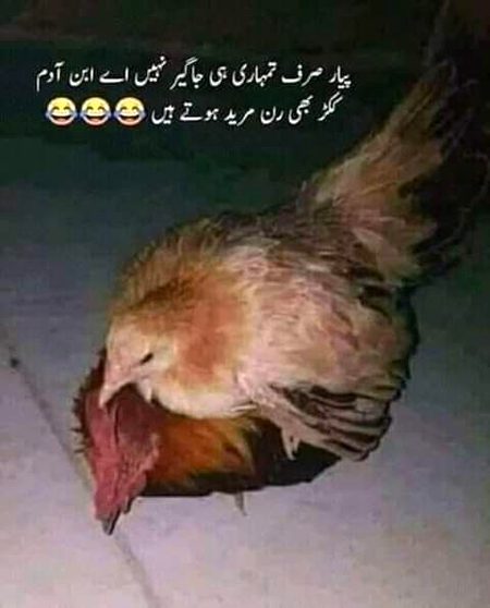 Memes & Satire image