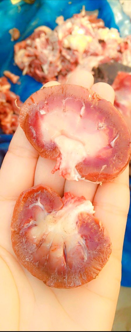Original kidney of bakraa 🤭🤭👉🦙