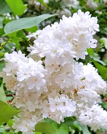 سچّے آدمی کی ایک خاص نشانی یہ بھی ہوتی ہے کہ اس کا لہجہ ذرا سخت اور تلخ ہوتا ہے۔۔۔۔🍁🍂🥀🍁