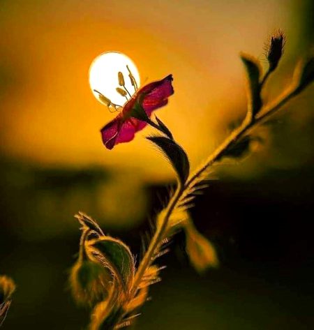 Beautiful Nature image