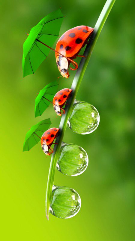Beautiful Nature image