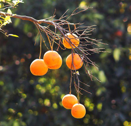 Beautiful Nature image