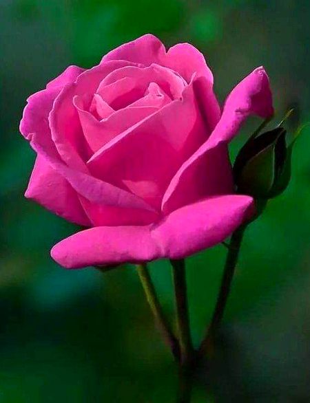 Wow suhnno gullab 🏵🏵🏵