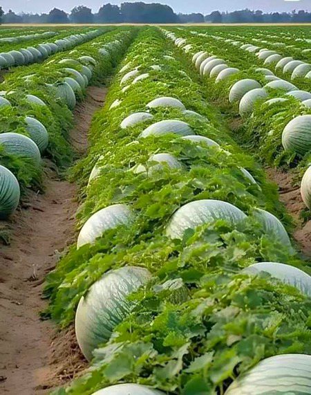 Beautiful Nature image