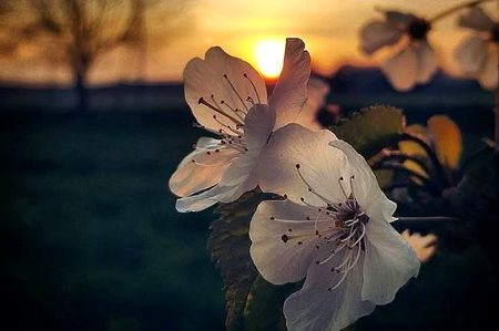 ہم مٹی سے تخلیق ہوۓ لوگ
پھر ہم میں پھول کیوں نہیں کھلتے۔۔۔!!🥀