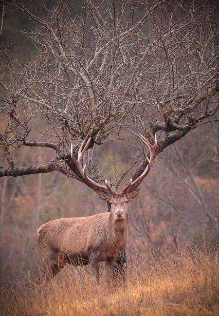 The red deer (Cervus elaphus) is one of the largest deer species.