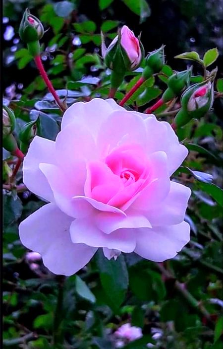 Beautiful Nature image