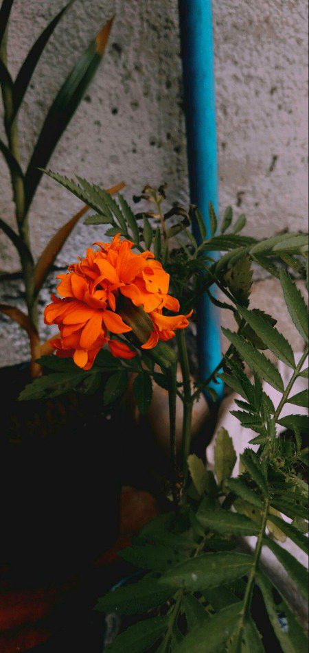 Beautiful Nature image