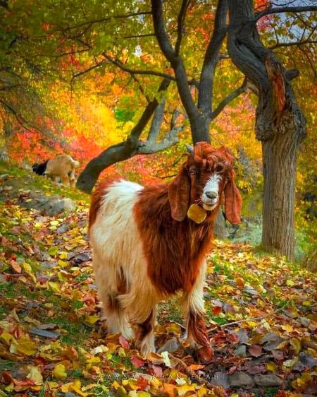 Beautiful Nature image