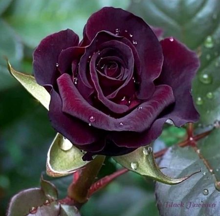 Beautiful Nature image