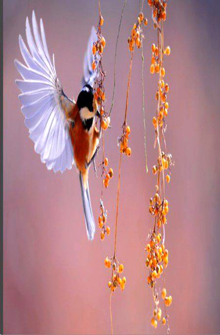 WOW BEAUTIFUL