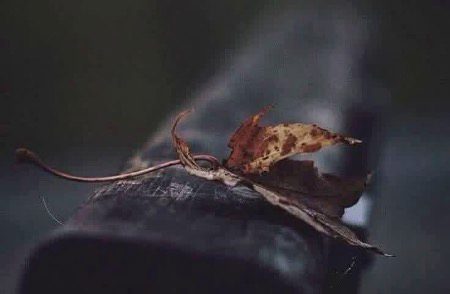 انسان ہمیشہ قریب کی چیز کو حقیر اور لاحاصل کو 
قِیمتی سمجھتا ہے