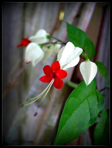 Beautiful Nature image