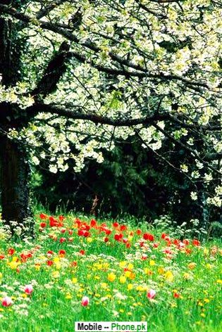 Beautiful Nature image