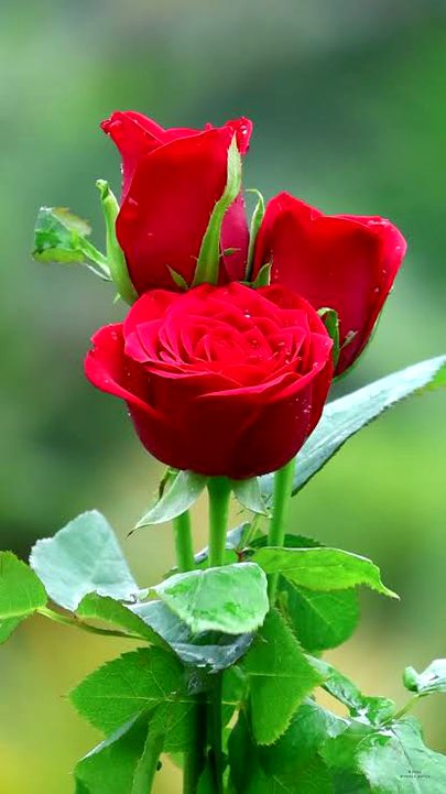 Ye Waly 🌹🌹🌹😕