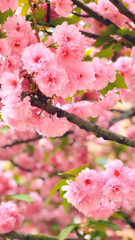 Beautiful Nature image