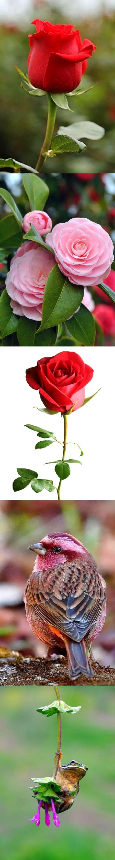 Beautiful Nature image