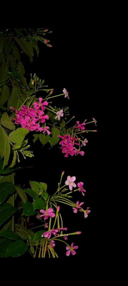 Beautiful Nature image