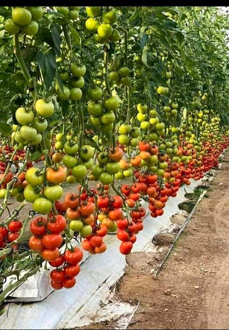 Beautiful Nature image