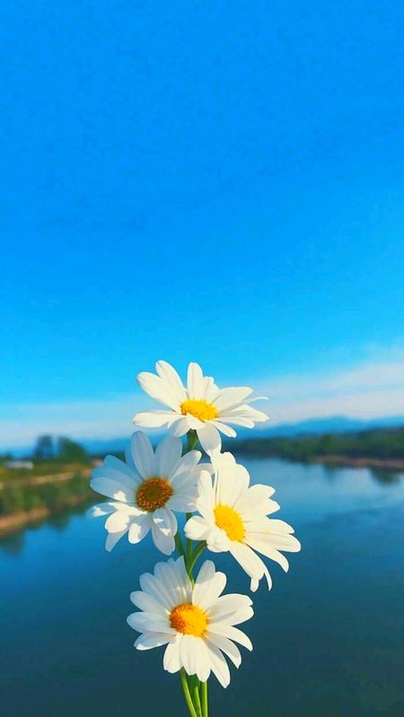 Beautiful Nature image