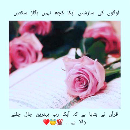 ѕнαнzαιв, Indeed