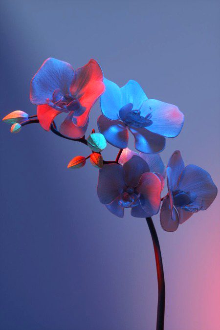 Digital Art image