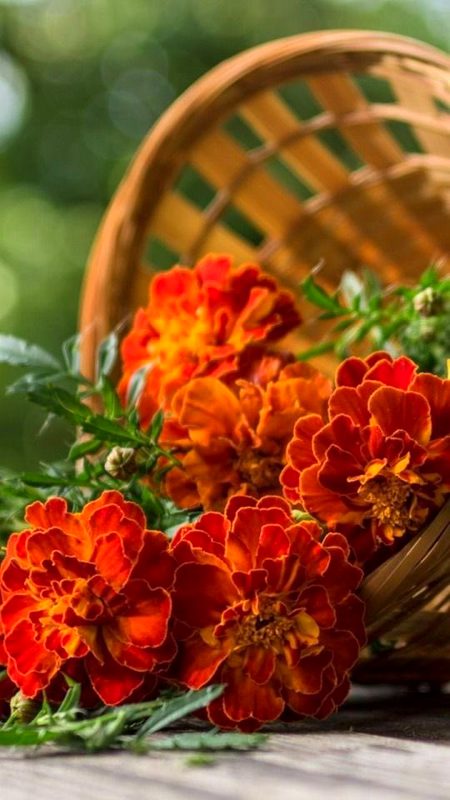 Beautiful Nature image