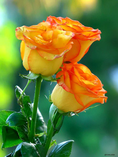 Beautiful Nature image