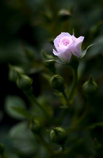 Beautiful nature