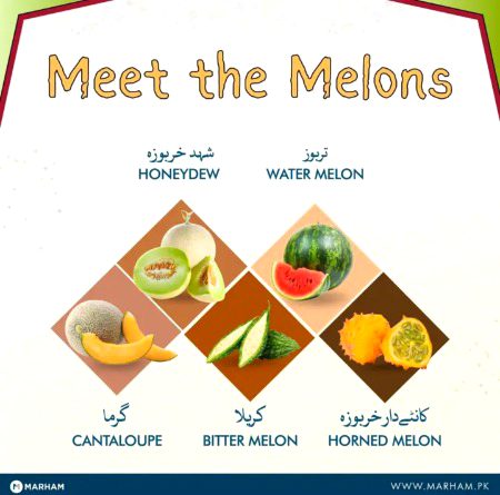 Meet the Melon family 🍈.