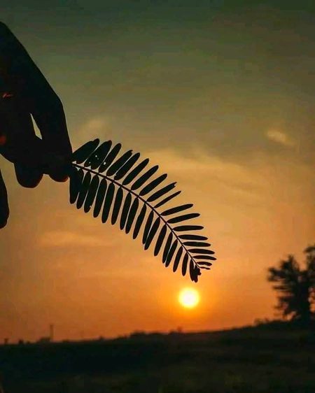 Beautiful Nature image