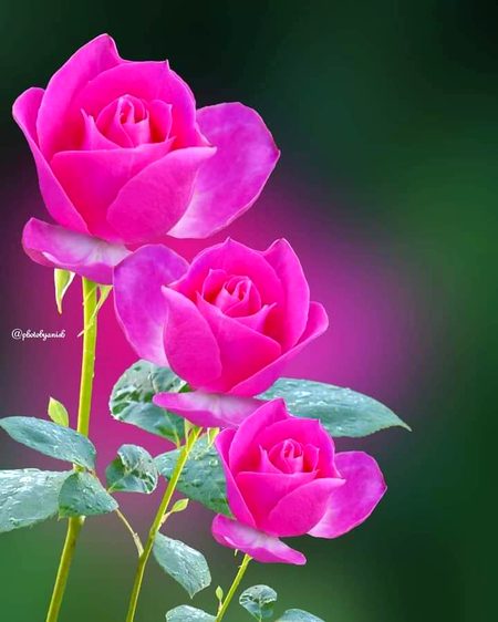 Beautiful Nature image