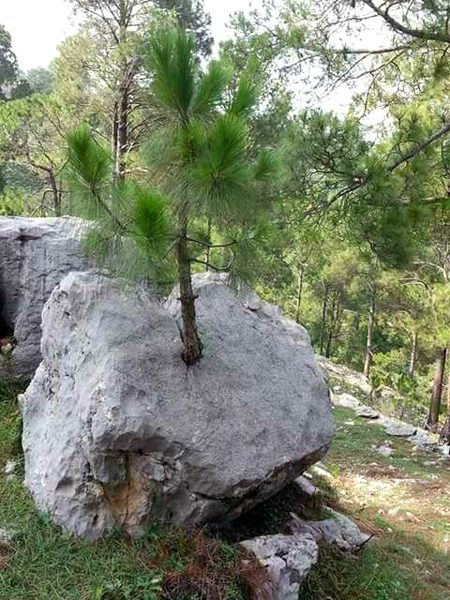 Beautiful Nature image
