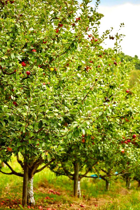 Beautiful Nature image