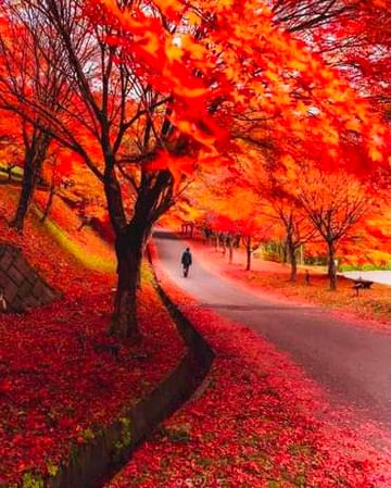 Beautiful Nature image