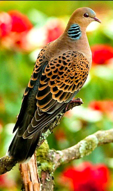 Beautiful Nature image